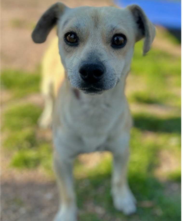 Image of Mr. Moon / Buck, Lost Dog