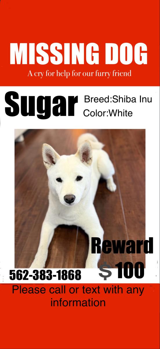 Image of Sugar, Lost Dog