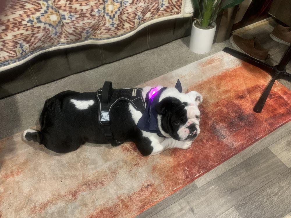 Image of Harley, Lost Dog