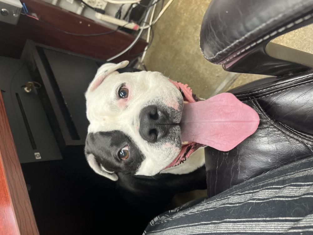 Image of Unknown, Found Dog