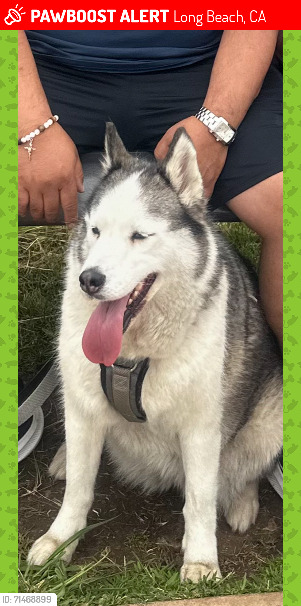 Image of Raider, Lost Dog