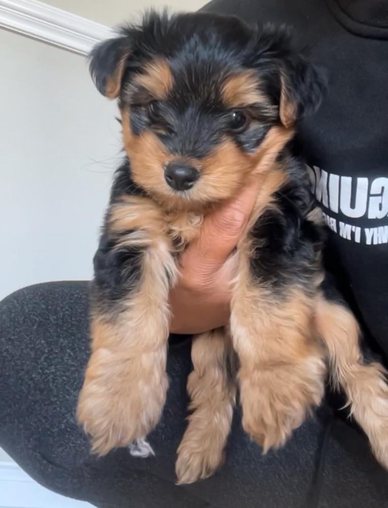 Image of Louie, Lost Dog