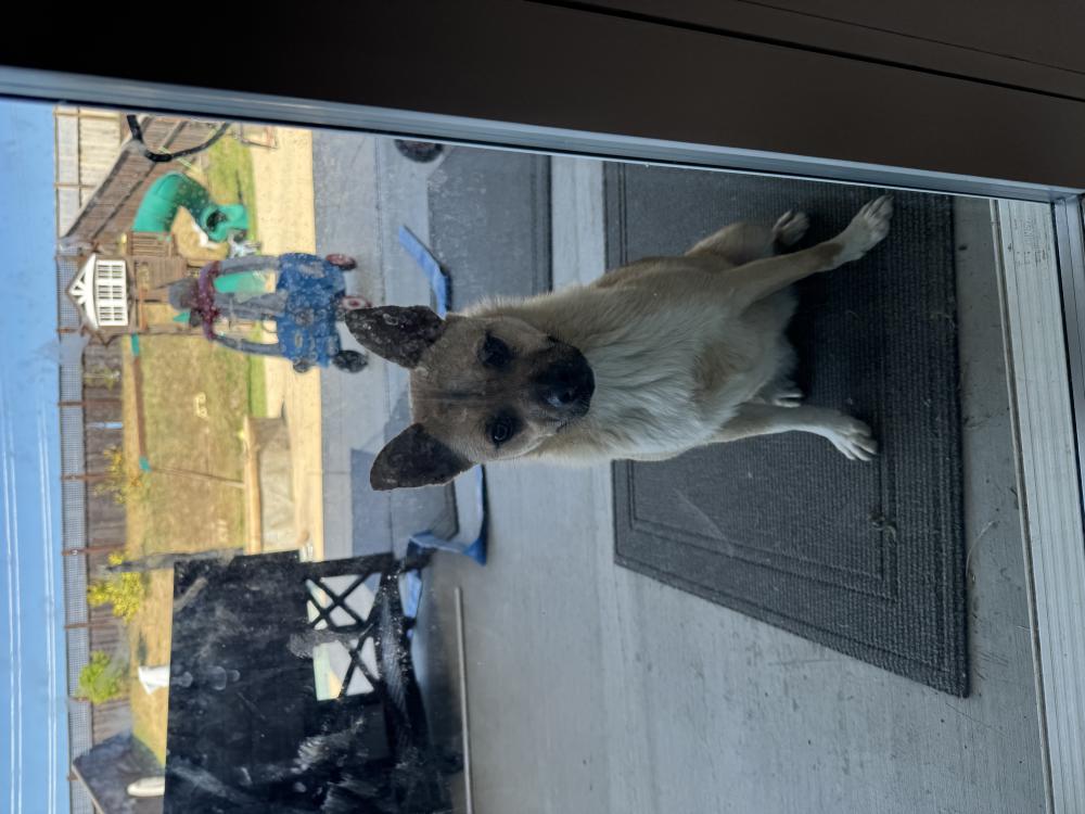 Image of Unknown, Found Dog