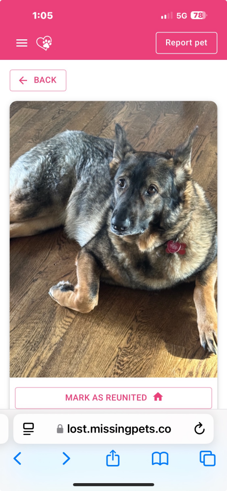 Image of Heidi, Lost Dog