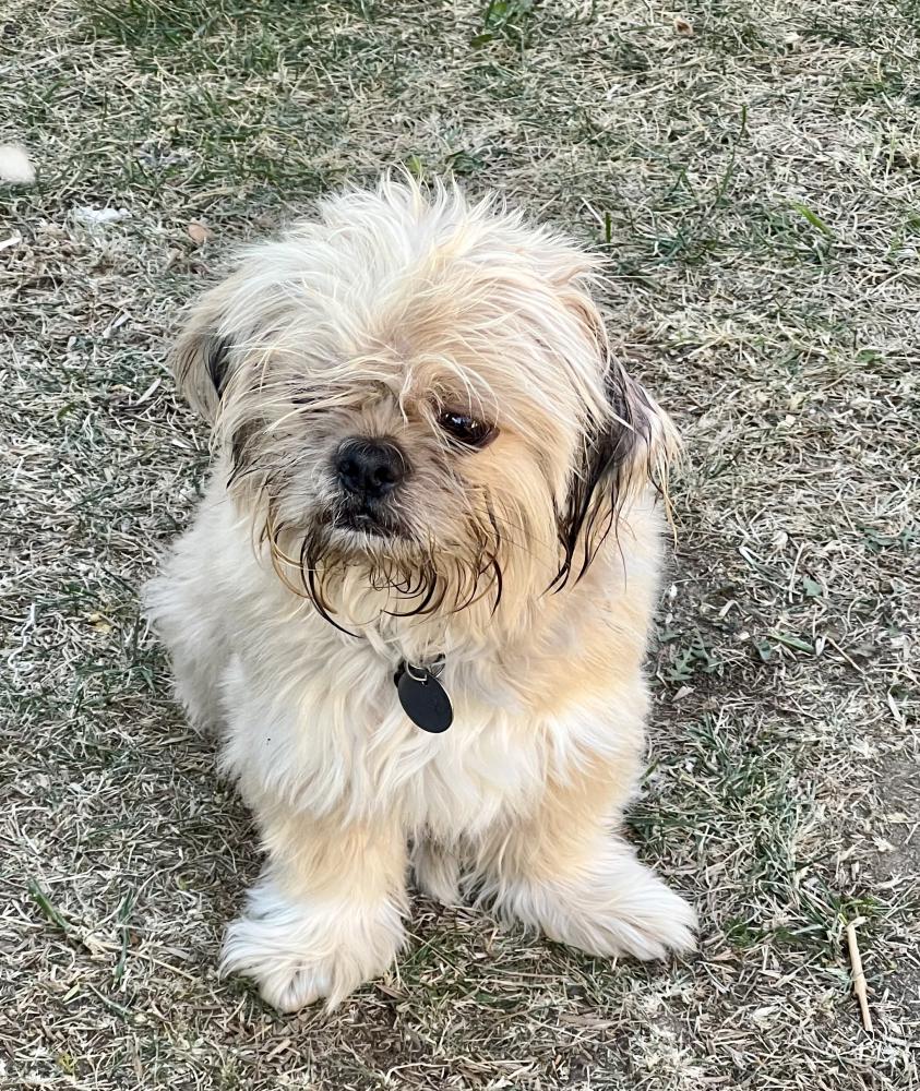 Image of Finnegan, Lost Dog
