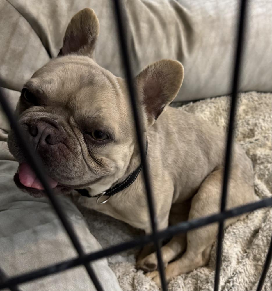 Image of Unknown, Found Dog