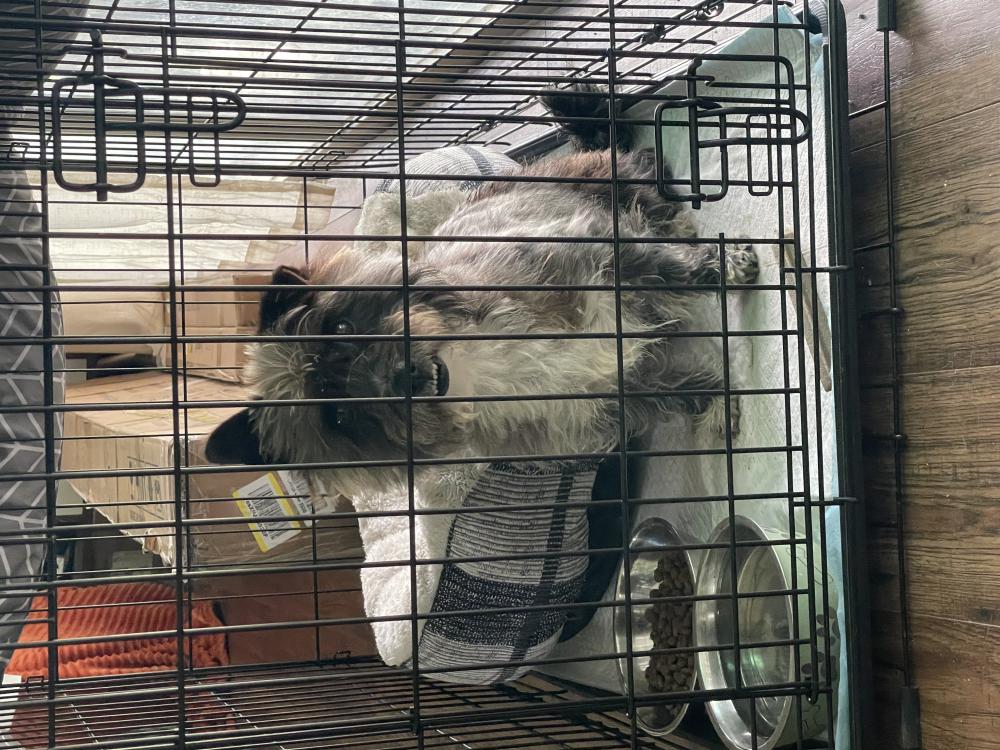 Image of Unknown, Found Dog