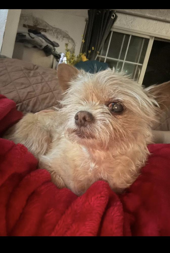 Image of Canela, Lost Dog