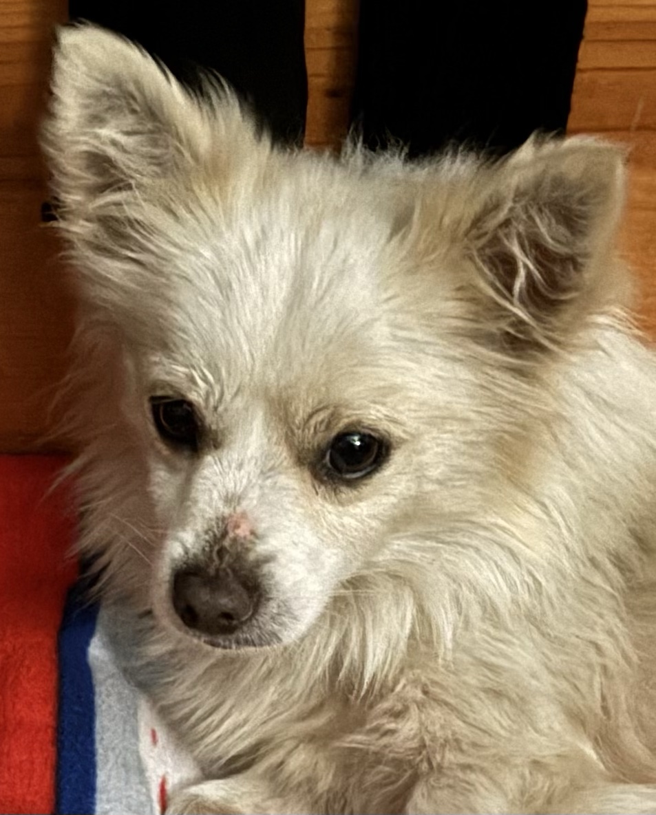 Image of Unknown, Found Dog