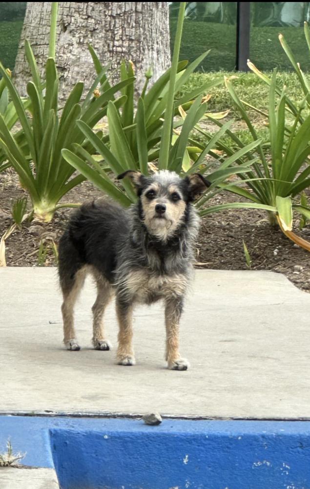 Image of Unknow, Found Dog