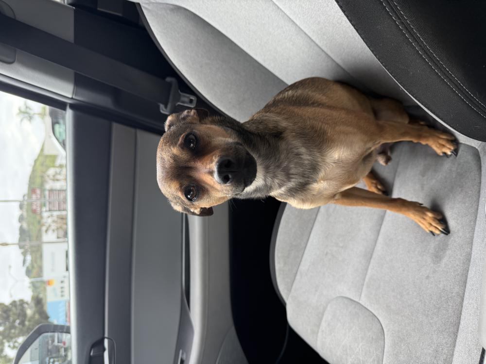 Image of Rue, Lost Dog