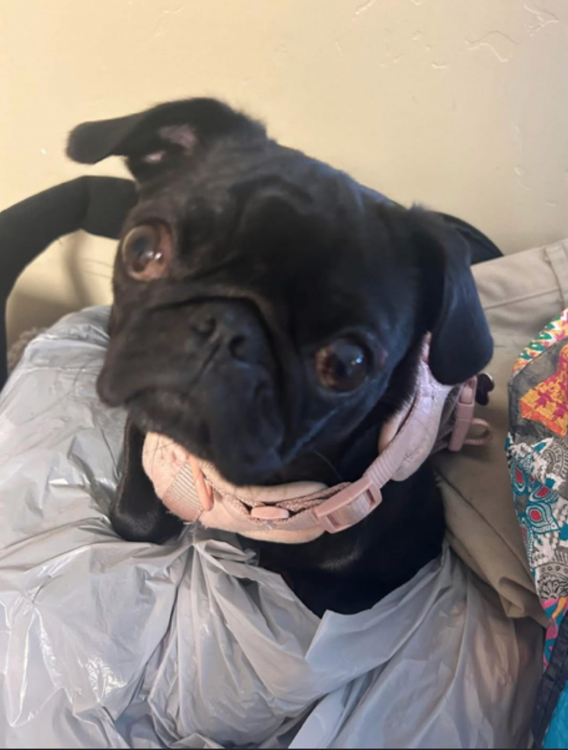 Image of Lulu, Lost Dog
