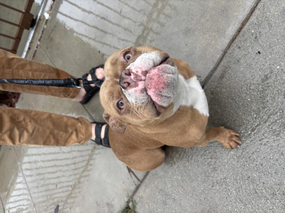Image of Unknown, Found Dog