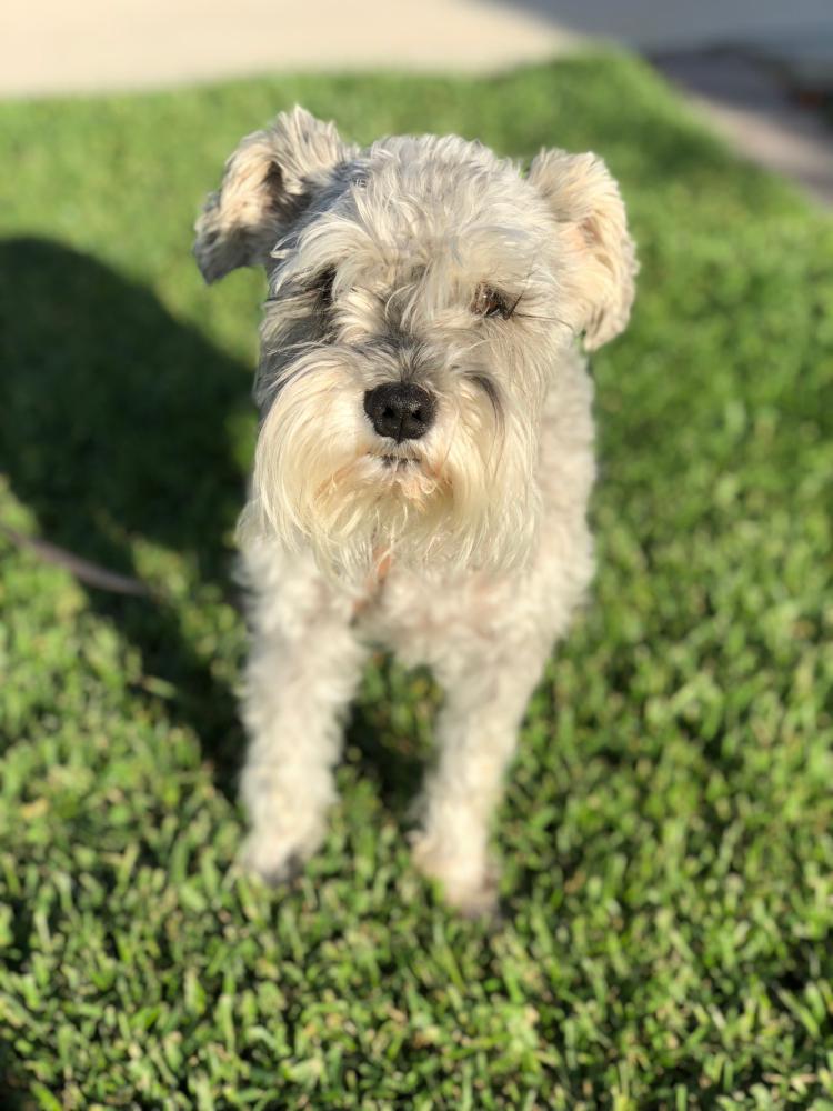 Image of MeiMei, Lost Dog