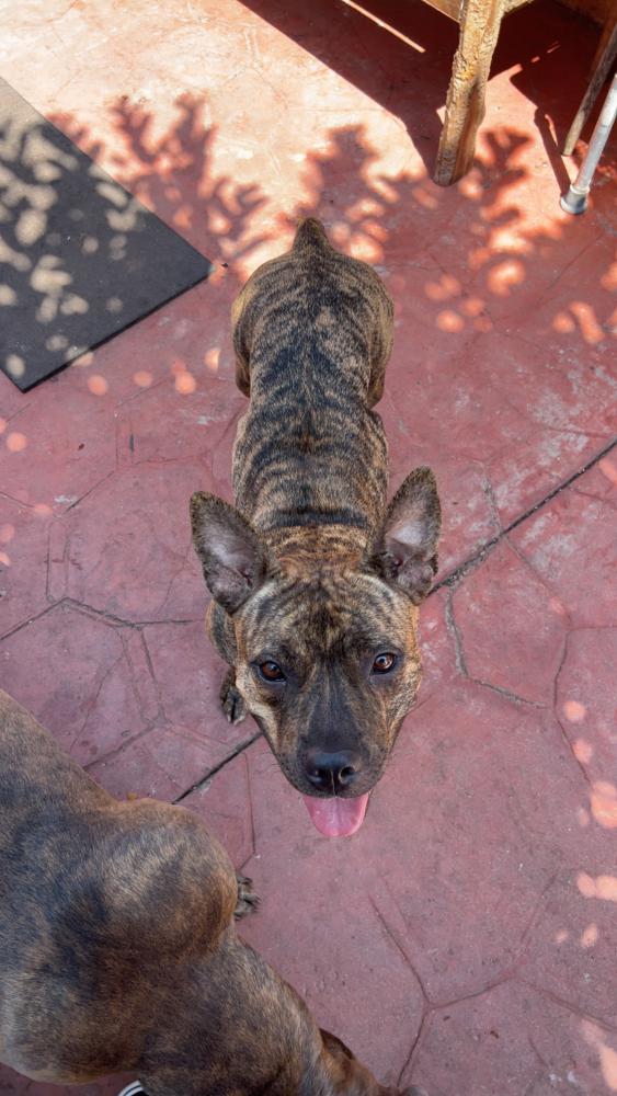 Image of Stella, Lost Dog