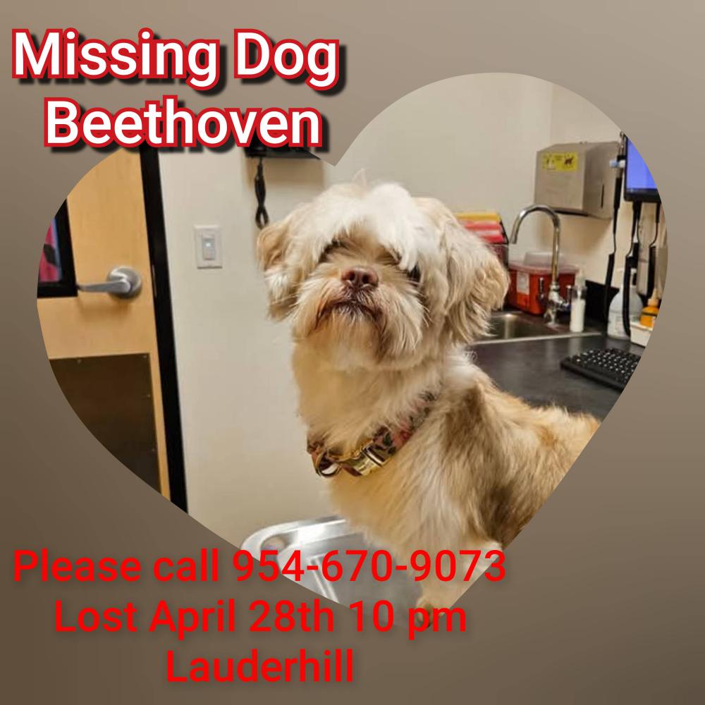 Image of Beethoven, Lost Dog