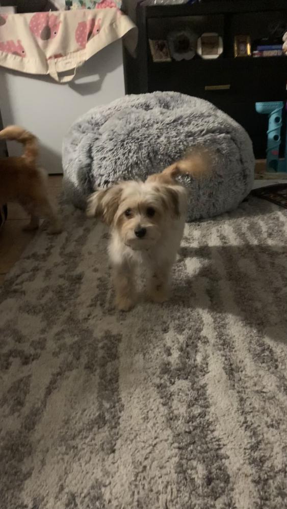 Image of Luna, Lost Dog