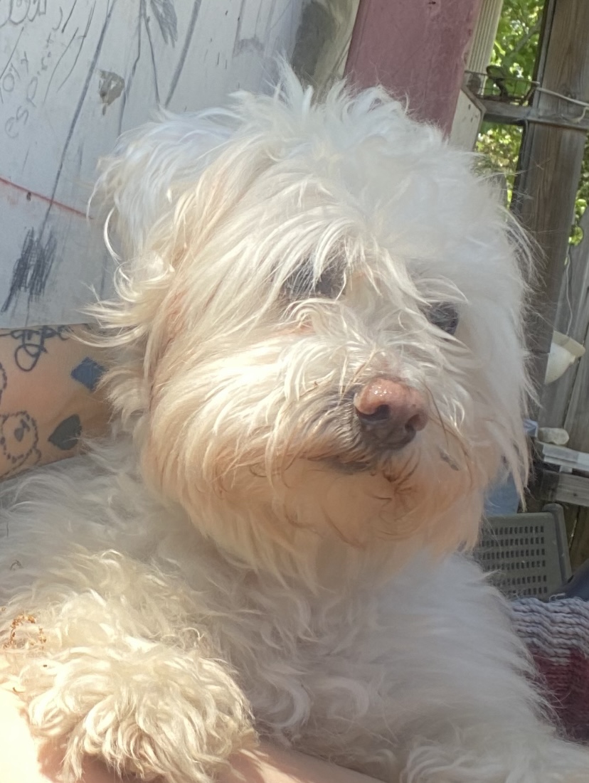 Image of Max, Lost Dog