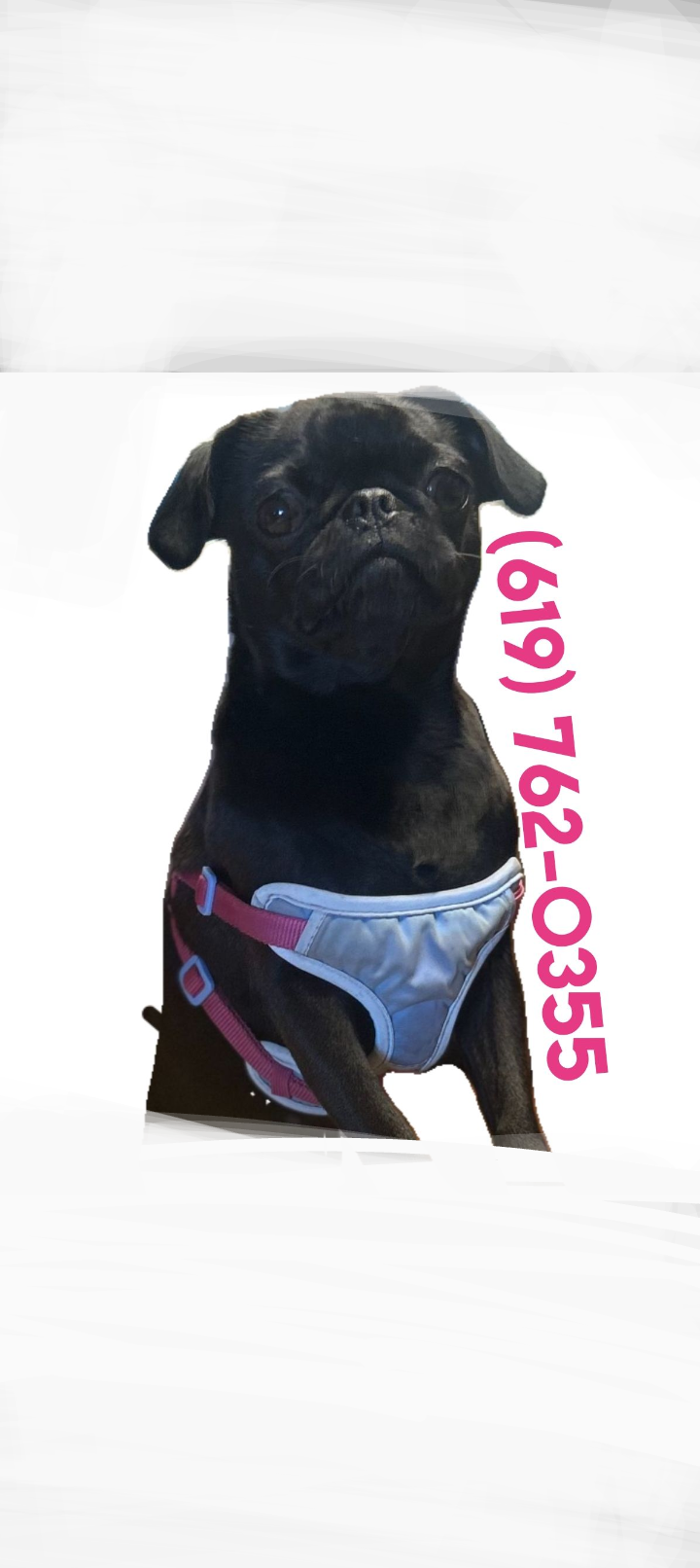 Image of LULU, Lost Dog