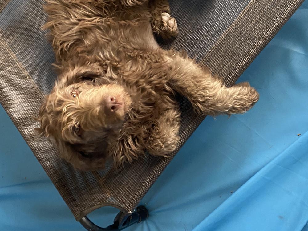 Image of Cubano, Lost Dog