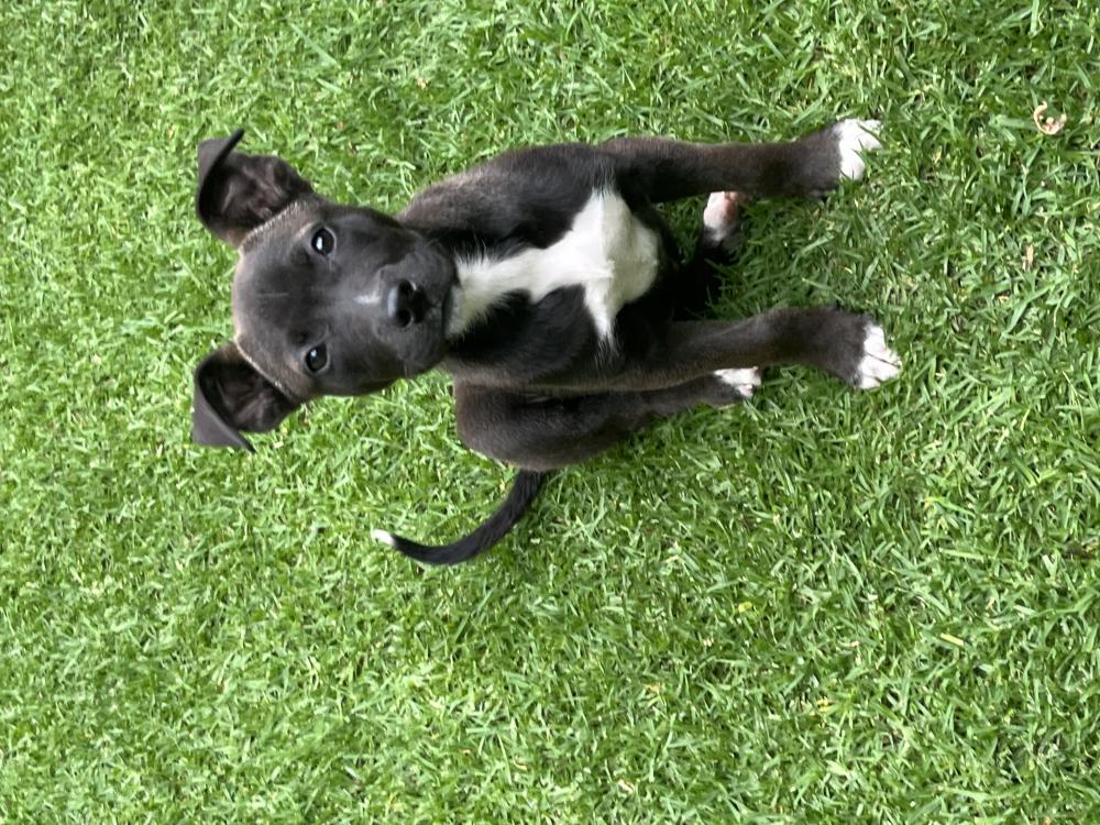 Image of Unknown, Found Dog