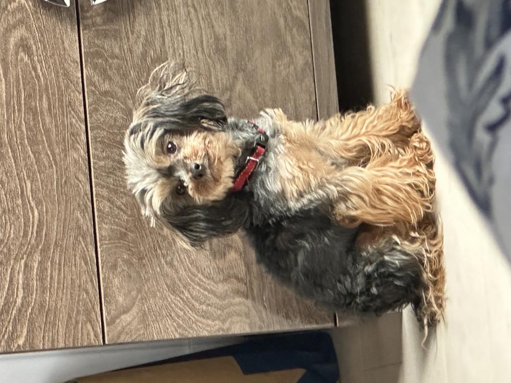 Image of unknown, Lost Dog