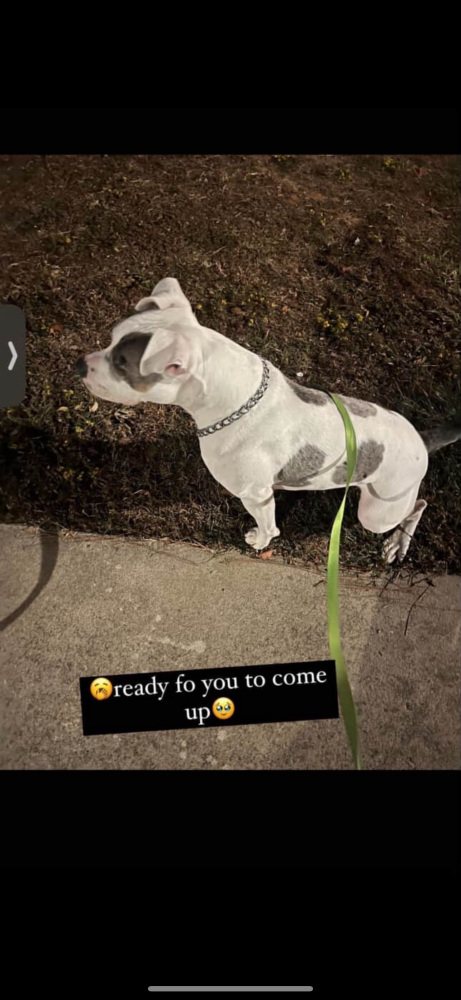 Image of Blue, Lost Dog