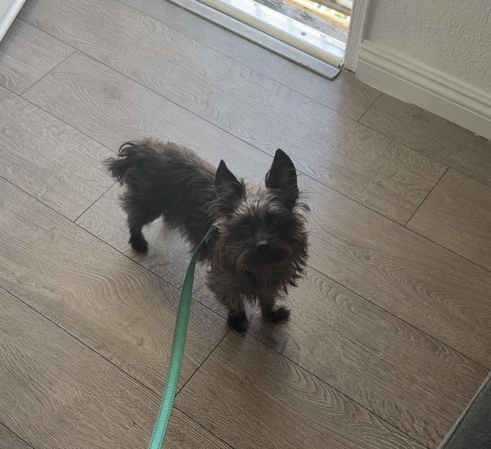 Image of Monchies, Lost Dog