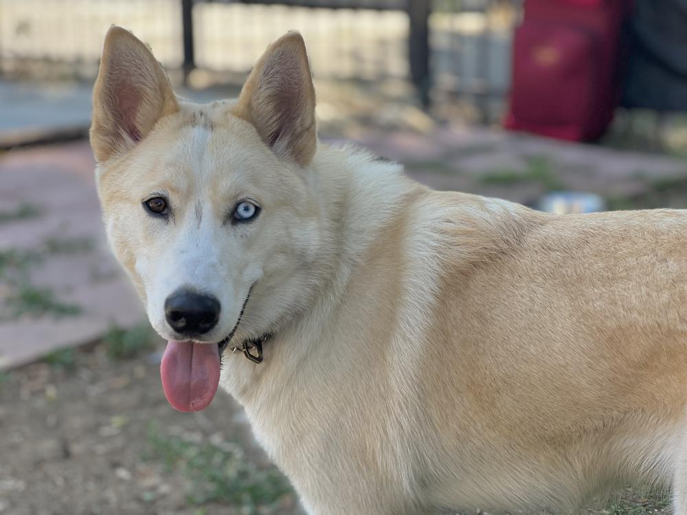 Image of Mylo, Lost Dog