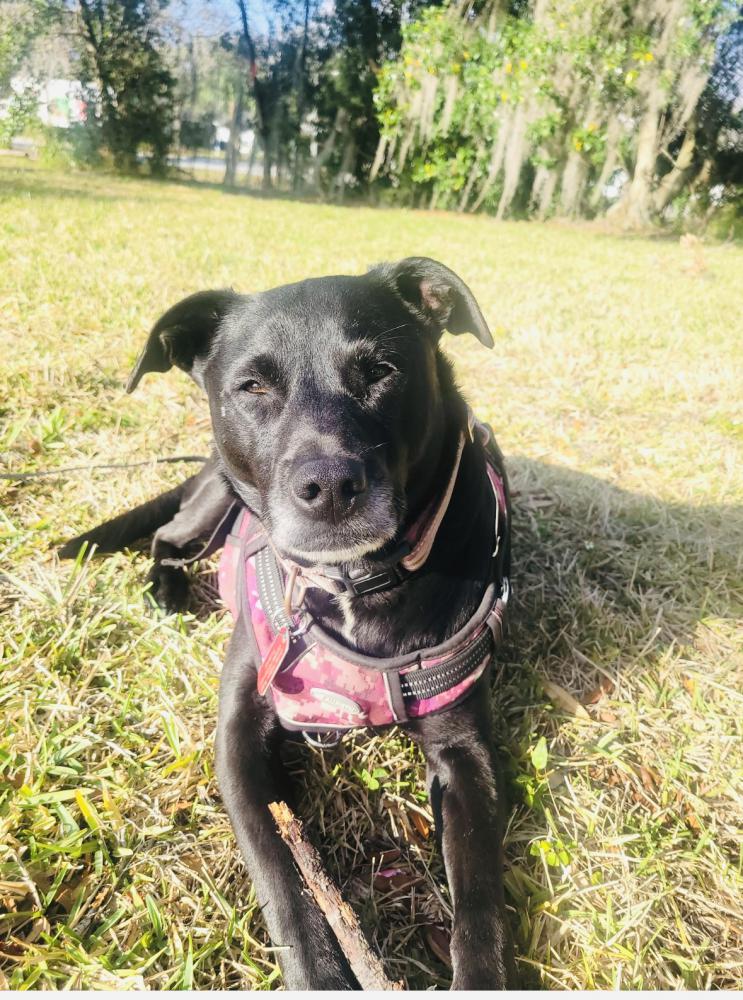 Image of Prudence, Lost Dog