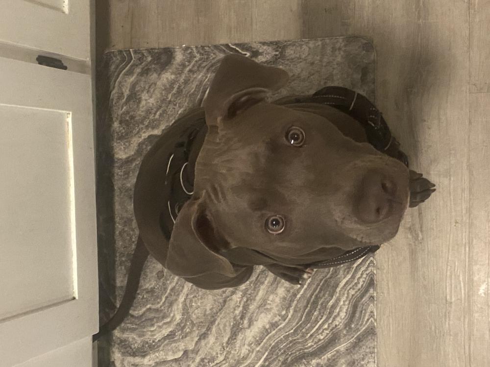 Image of Blue, Lost Dog