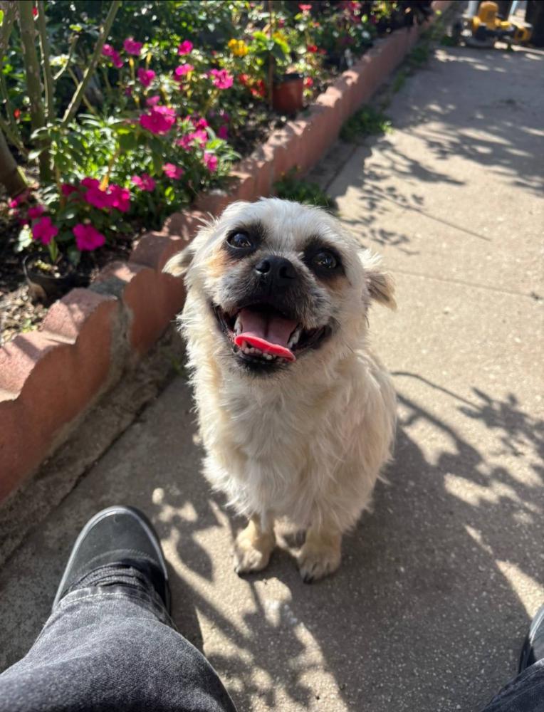 Image of Lucy, Lost Dog