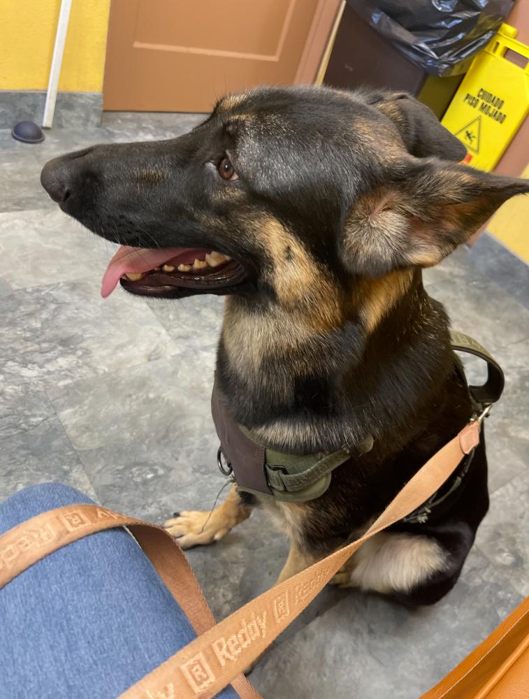 Image of AKIRA, Lost Dog