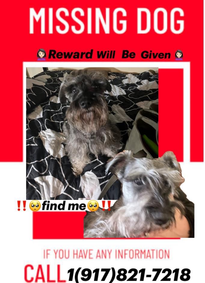 Image of Smoky, Lost Dog