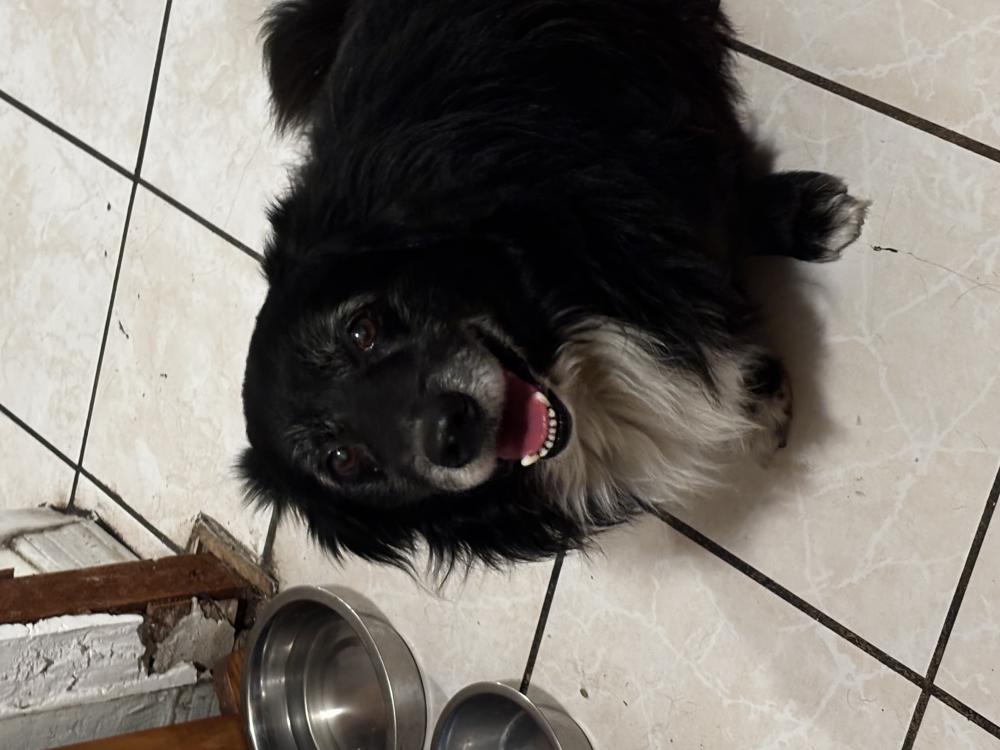 Image of Blacky, Lost Dog