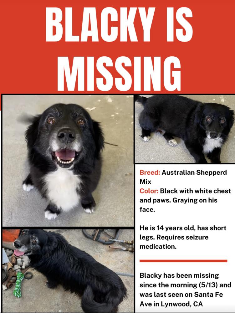 Image of Blacky, Lost Dog