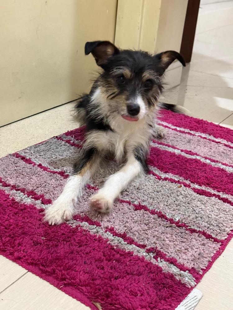 Image of Unknown, Found Dog