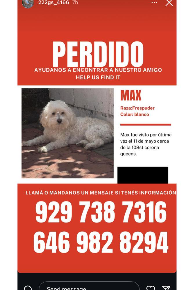 Image of Max, Lost Dog
