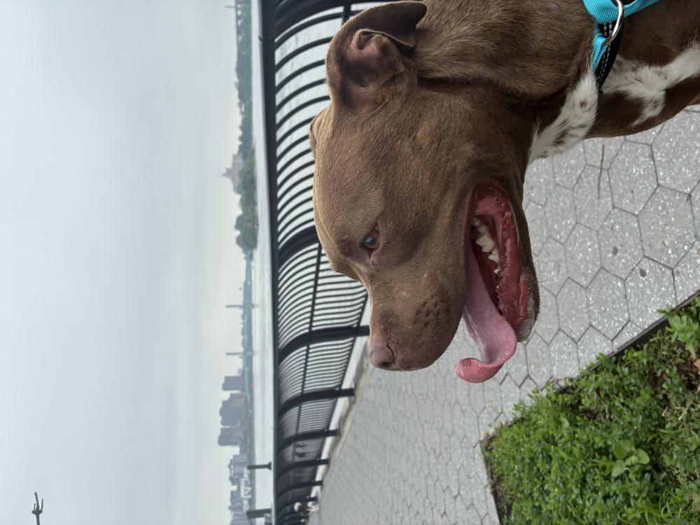 Image of Juliette, Found Dog