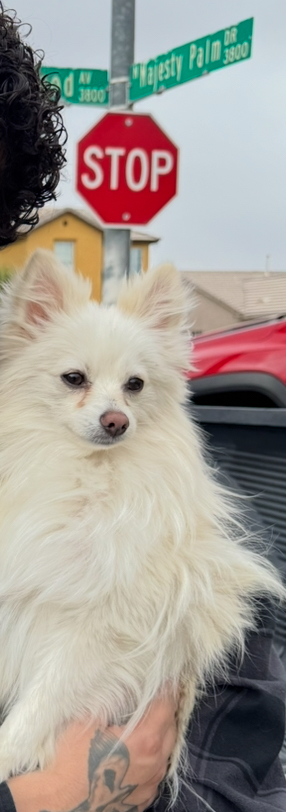 Image of Clover, Lost Dog