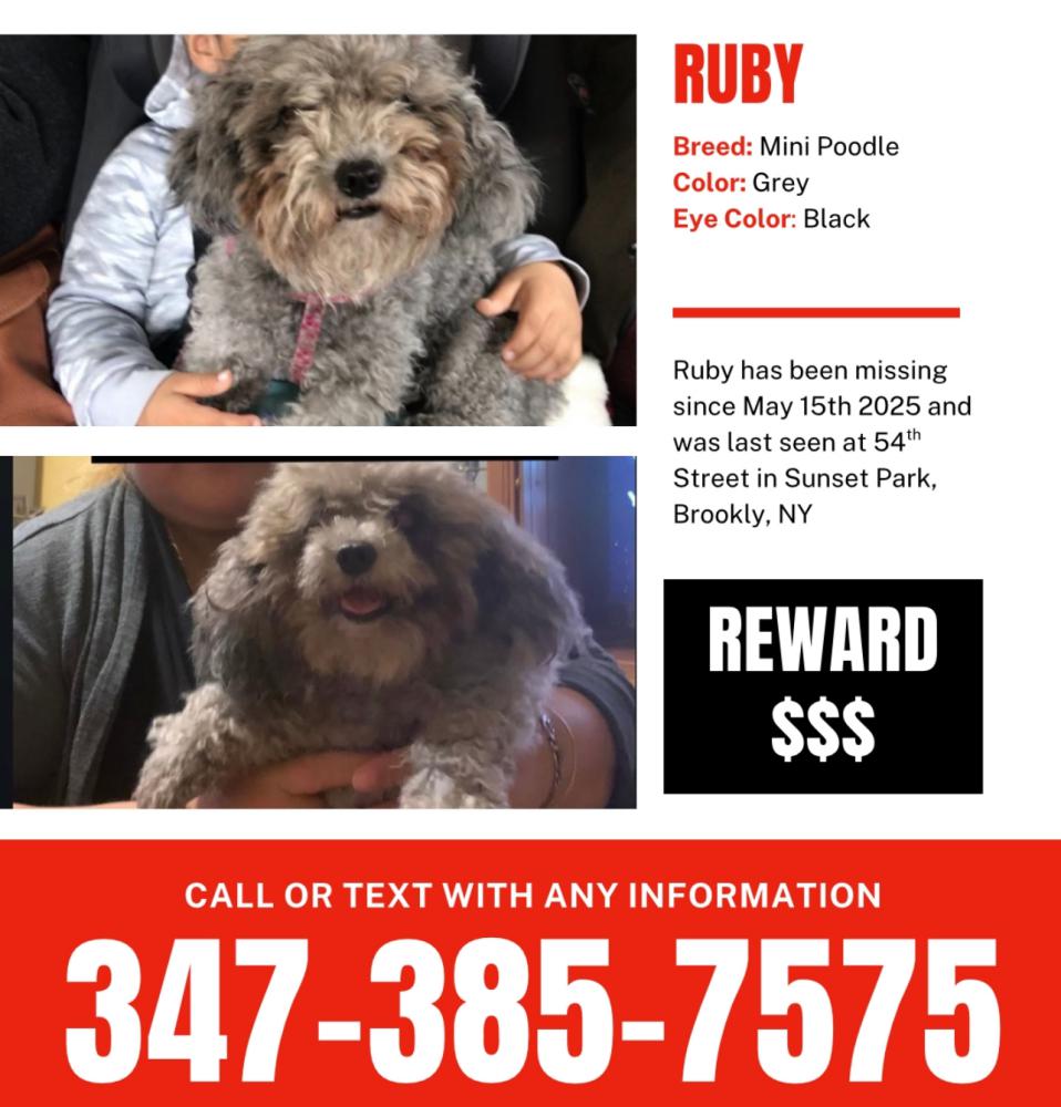 Image of Ruby, Lost Dog