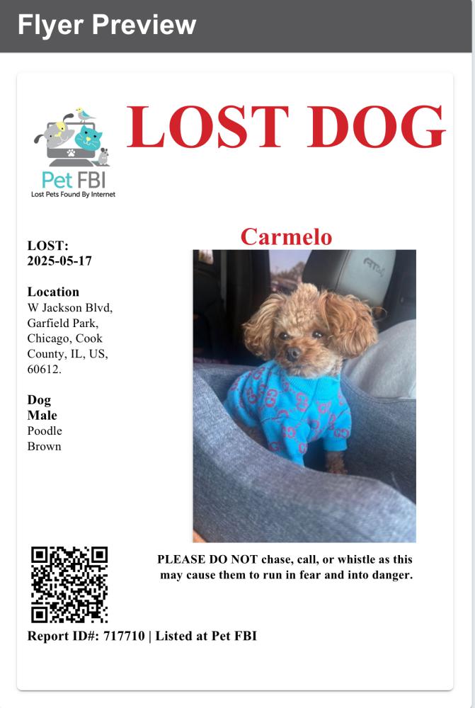 Image of Carmelo, Lost Dog