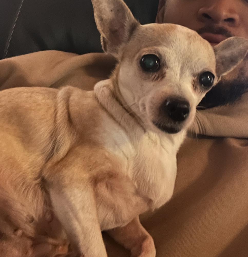 Image of Chanel, Lost Dog
