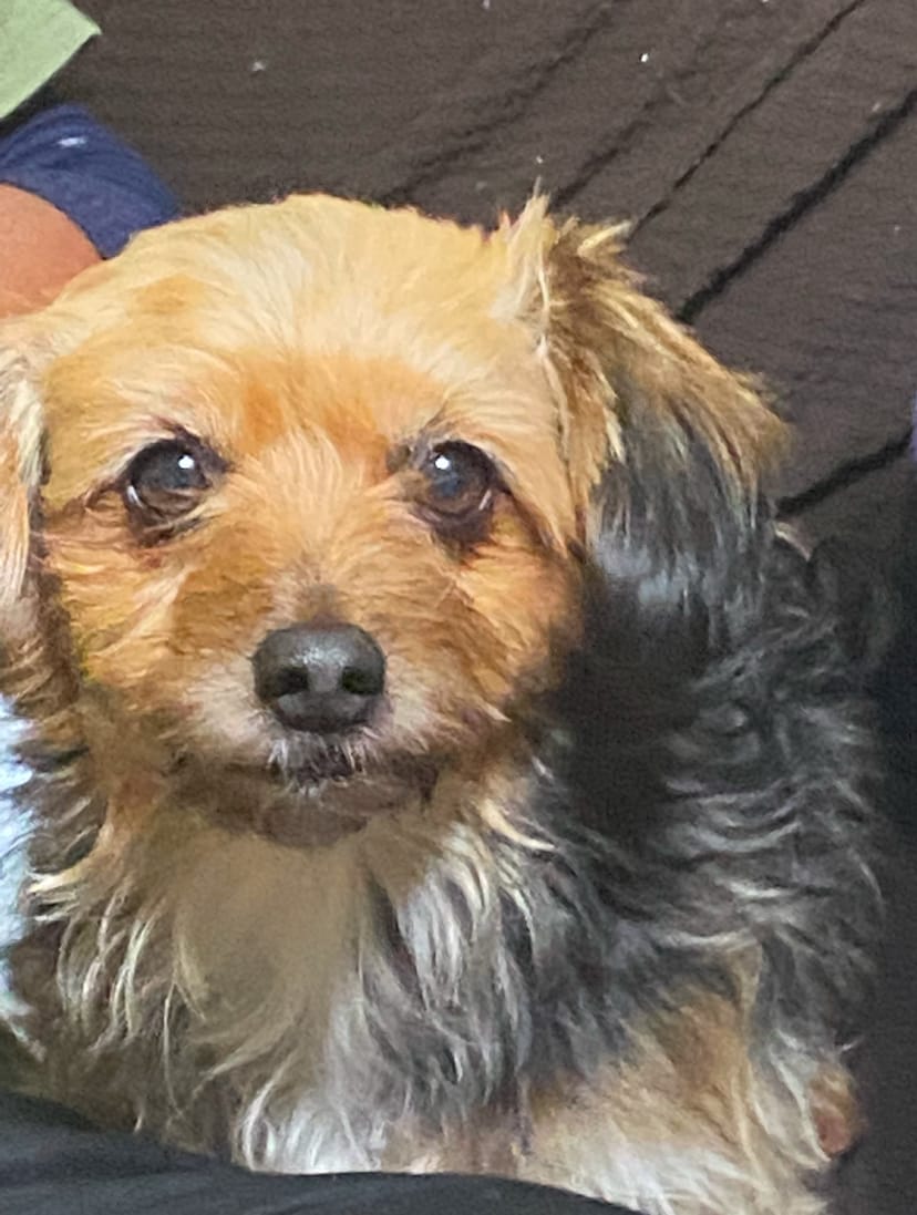 Image of Lassie, Lost Dog