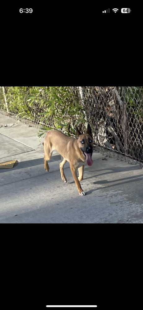 Image of Elsa, Lost Dog
