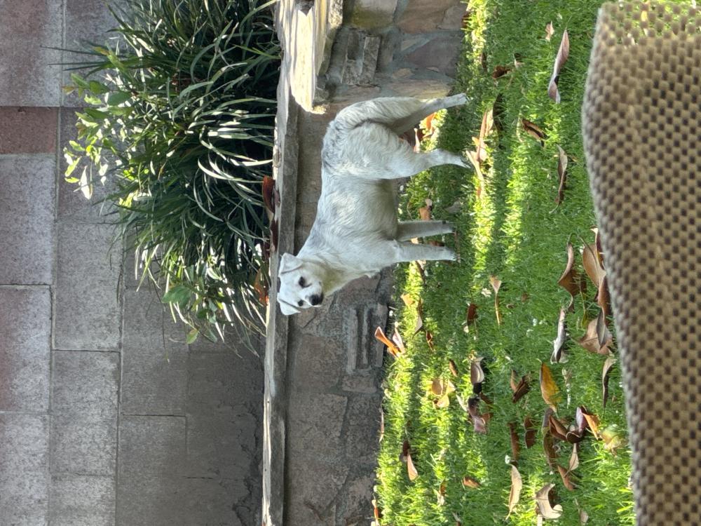 Image of Unknown, Found Dog