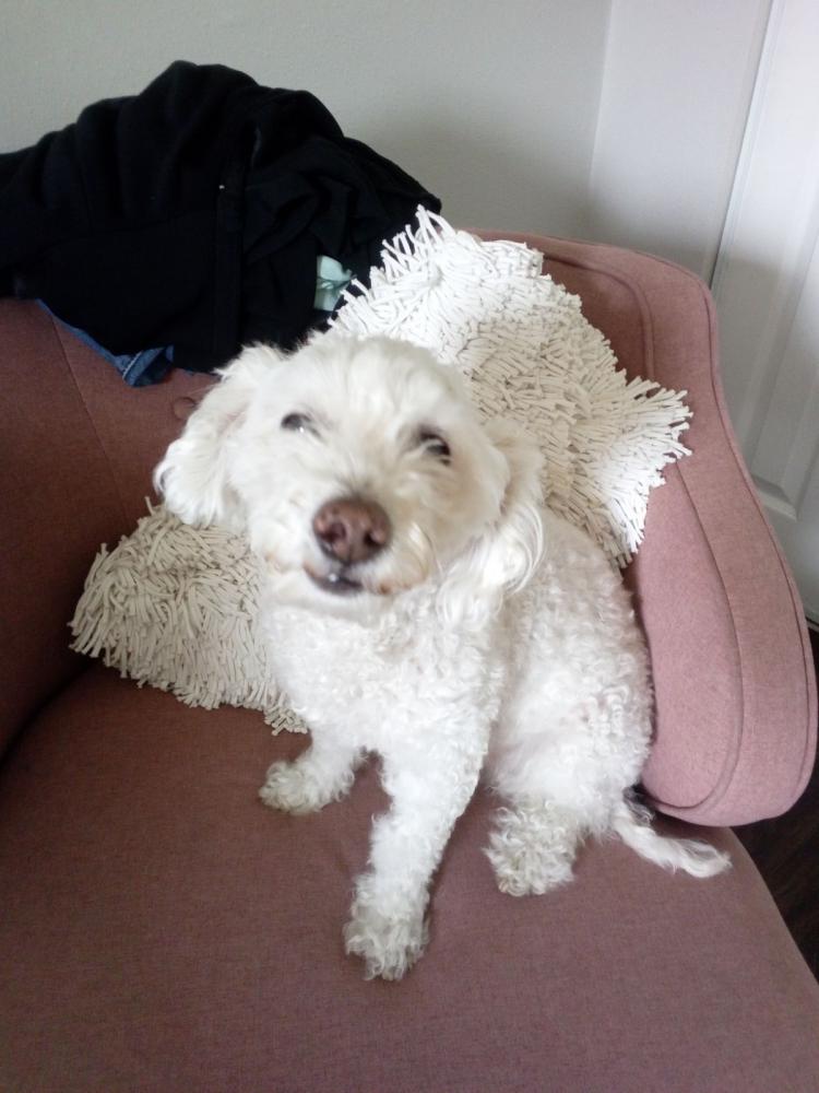 Image of Muneco, Lost Dog
