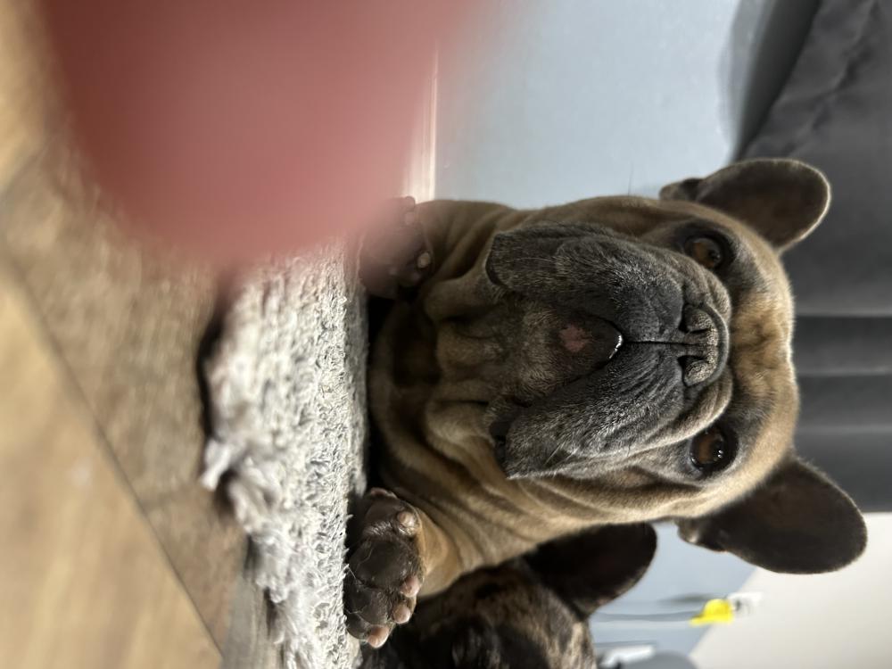 Image of Roly, Lost Dog