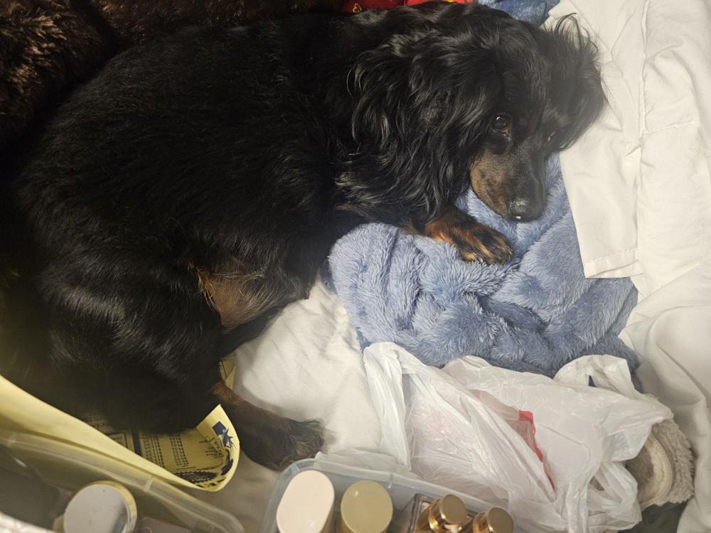 Image of Maggie, Lost Dog