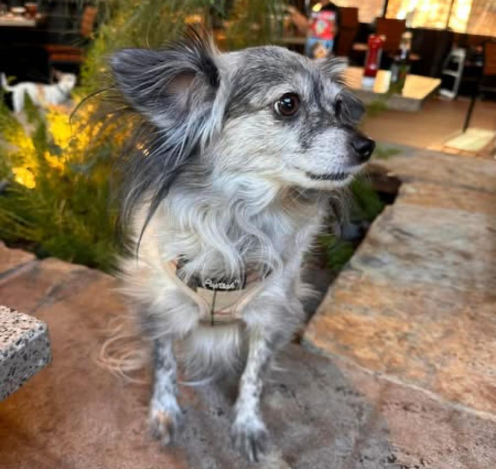 Image of Chloe, Lost Dog
